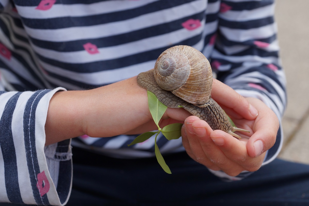 Schnecke (2)